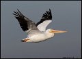 _0SB9807american white pelican